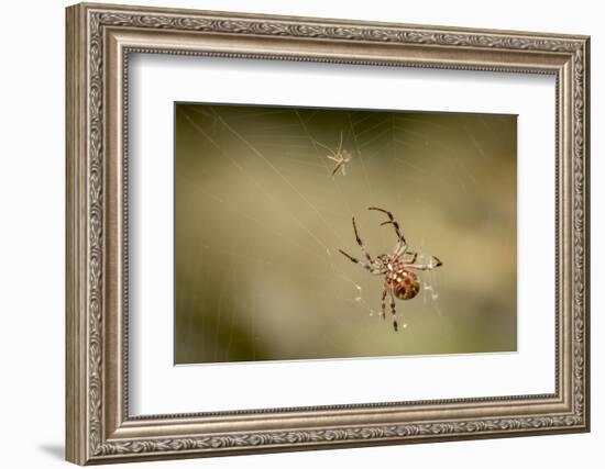 Common Orbweaver on Web with Prey (Midge), Los Angeles, California-Rob Sheppard-Framed Photographic Print