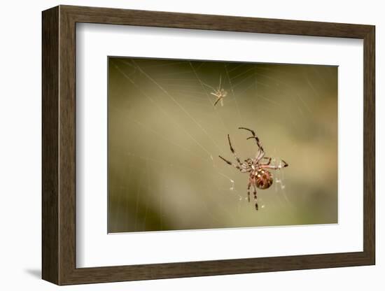 Common Orbweaver on Web with Prey (Midge), Los Angeles, California-Rob Sheppard-Framed Photographic Print