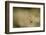 Common Orbweaver on Web with Prey (Midge), Los Angeles, California-Rob Sheppard-Framed Photographic Print