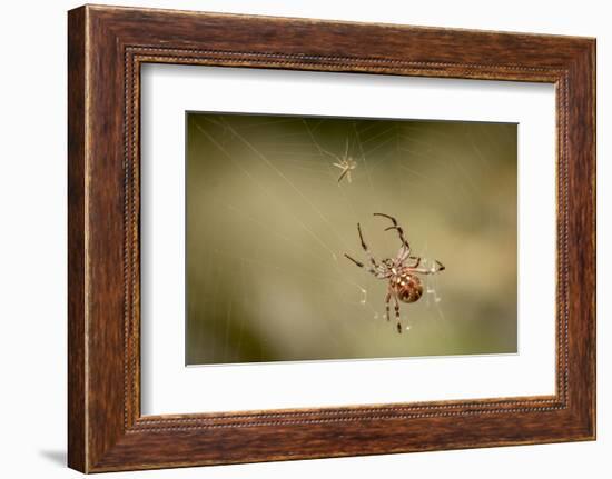 Common Orbweaver on Web with Prey (Midge), Los Angeles, California-Rob Sheppard-Framed Photographic Print