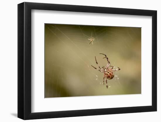 Common Orbweaver on Web with Prey (Midge), Los Angeles, California-Rob Sheppard-Framed Photographic Print