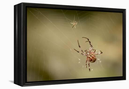 Common Orbweaver on Web with Prey (Midge), Los Angeles, California-Rob Sheppard-Framed Premier Image Canvas