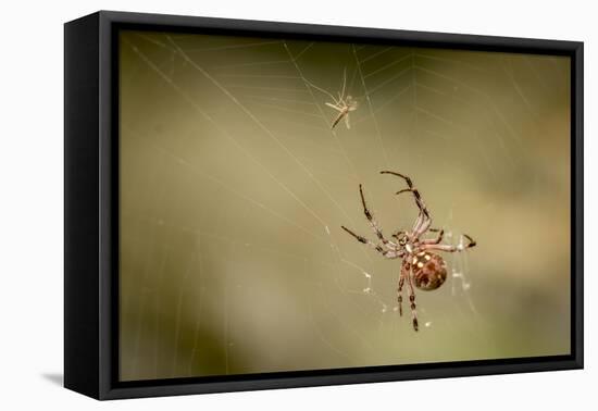 Common Orbweaver on Web with Prey (Midge), Los Angeles, California-Rob Sheppard-Framed Premier Image Canvas