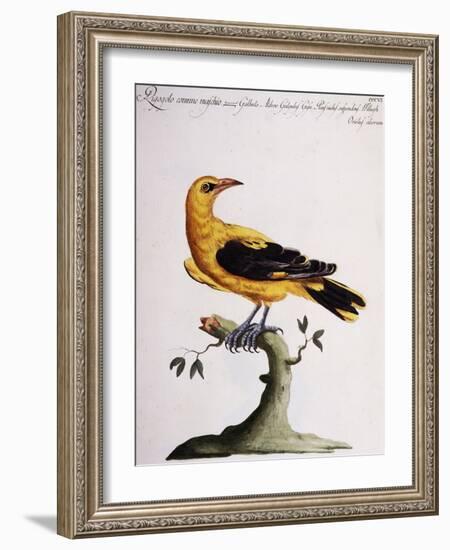 Common Oriole-null-Framed Giclee Print