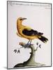 Common Oriole-null-Mounted Giclee Print