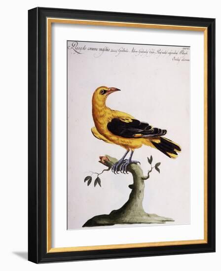 Common Oriole-null-Framed Giclee Print