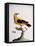 Common Oriole-null-Framed Premier Image Canvas