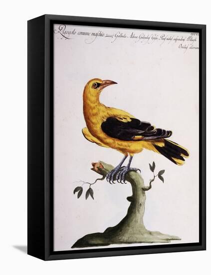 Common Oriole-null-Framed Premier Image Canvas