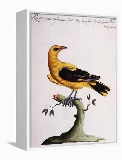 Common Oriole-null-Framed Premier Image Canvas