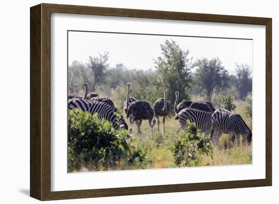 Common ostrich and Burchell's plains zebra , Kruger Nat'l Park, South Africa, Africa-Christian Kober-Framed Photographic Print