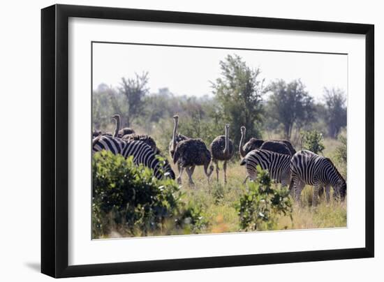 Common ostrich and Burchell's plains zebra , Kruger Nat'l Park, South Africa, Africa-Christian Kober-Framed Photographic Print