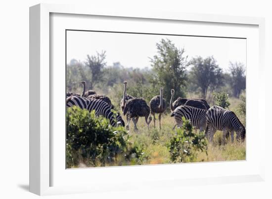 Common ostrich and Burchell's plains zebra , Kruger Nat'l Park, South Africa, Africa-Christian Kober-Framed Photographic Print