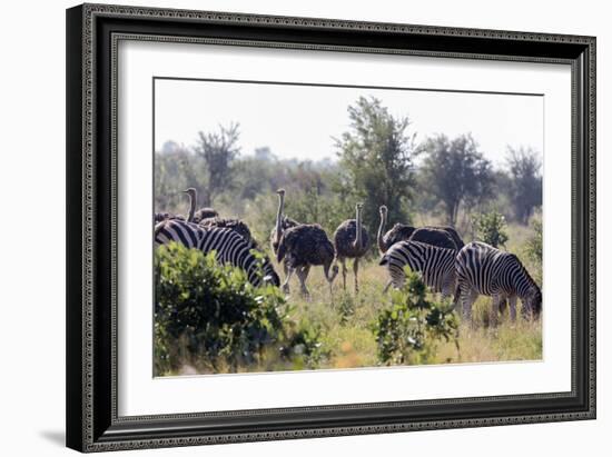 Common ostrich and Burchell's plains zebra , Kruger Nat'l Park, South Africa, Africa-Christian Kober-Framed Photographic Print