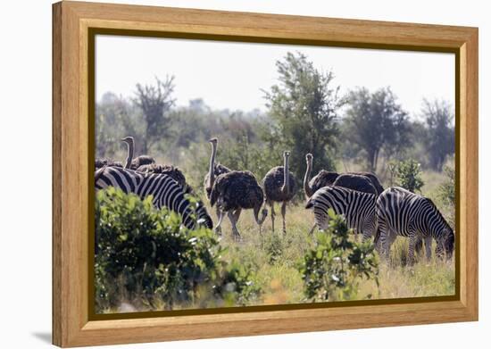 Common ostrich and Burchell's plains zebra , Kruger Nat'l Park, South Africa, Africa-Christian Kober-Framed Premier Image Canvas