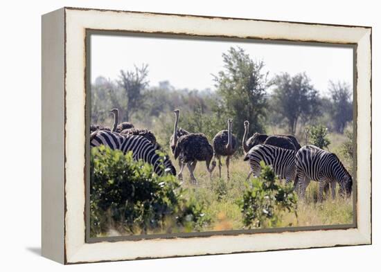 Common ostrich and Burchell's plains zebra , Kruger Nat'l Park, South Africa, Africa-Christian Kober-Framed Premier Image Canvas