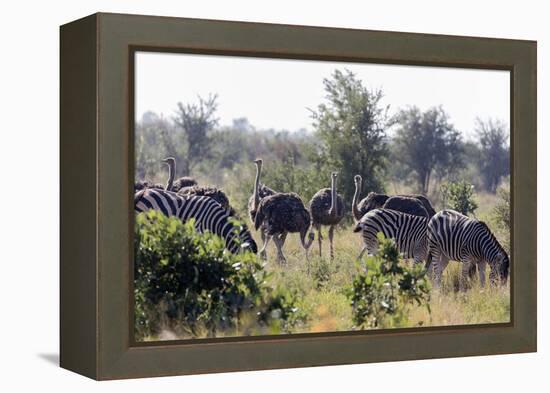 Common ostrich and Burchell's plains zebra , Kruger Nat'l Park, South Africa, Africa-Christian Kober-Framed Premier Image Canvas