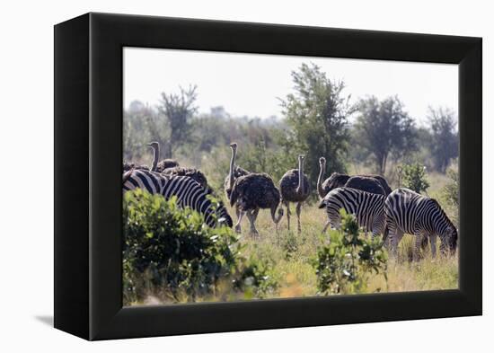 Common ostrich and Burchell's plains zebra , Kruger Nat'l Park, South Africa, Africa-Christian Kober-Framed Premier Image Canvas