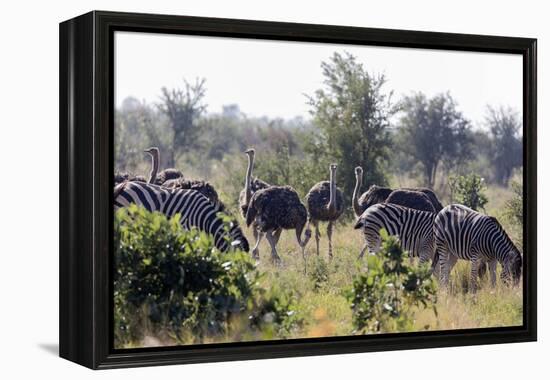 Common ostrich and Burchell's plains zebra , Kruger Nat'l Park, South Africa, Africa-Christian Kober-Framed Premier Image Canvas