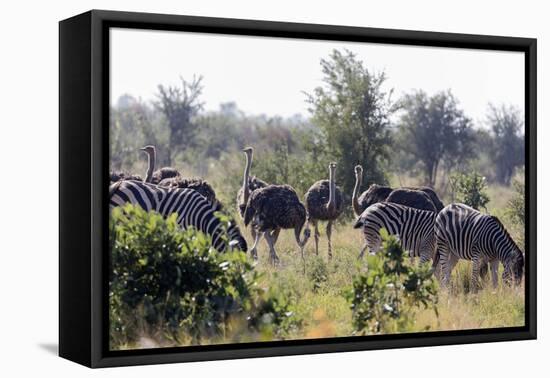 Common ostrich and Burchell's plains zebra , Kruger Nat'l Park, South Africa, Africa-Christian Kober-Framed Premier Image Canvas