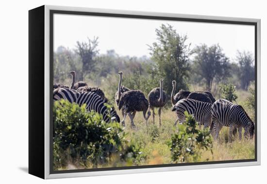 Common ostrich and Burchell's plains zebra , Kruger Nat'l Park, South Africa, Africa-Christian Kober-Framed Premier Image Canvas