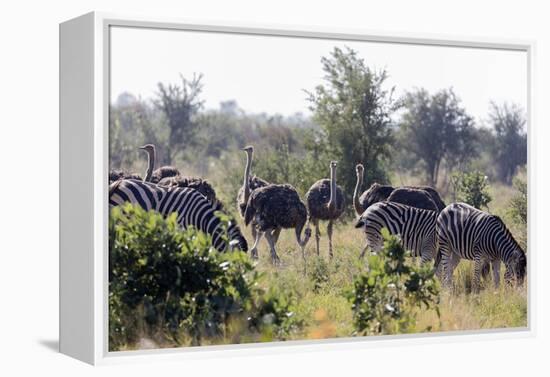 Common ostrich and Burchell's plains zebra , Kruger Nat'l Park, South Africa, Africa-Christian Kober-Framed Premier Image Canvas