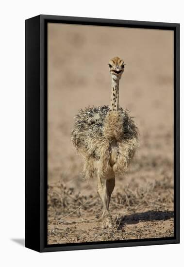 Common Ostrich (Struthio Camelus) Chick-James Hager-Framed Premier Image Canvas