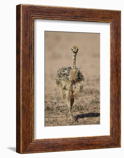 Common Ostrich (Struthio Camelus) Chick-James Hager-Framed Photographic Print