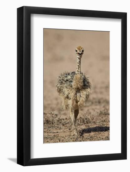 Common Ostrich (Struthio Camelus) Chick-James Hager-Framed Photographic Print