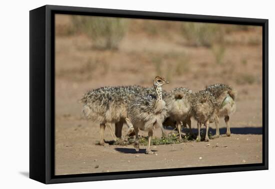 Common Ostrich (Struthio Camelus) Chicks-James Hager-Framed Premier Image Canvas