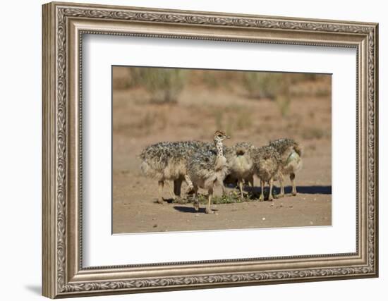 Common Ostrich (Struthio Camelus) Chicks-James Hager-Framed Photographic Print