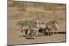 Common Ostrich (Struthio Camelus) Chicks-James Hager-Mounted Photographic Print