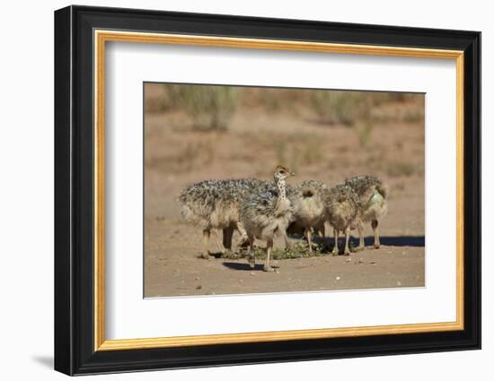 Common Ostrich (Struthio Camelus) Chicks-James Hager-Framed Photographic Print