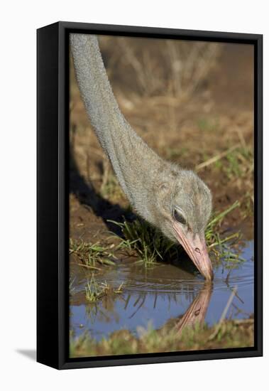 Common Ostrich (Struthio Camelus) Drinking-James Hager-Framed Premier Image Canvas