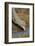 Common Ostrich (Struthio Camelus) Drinking-James Hager-Framed Photographic Print