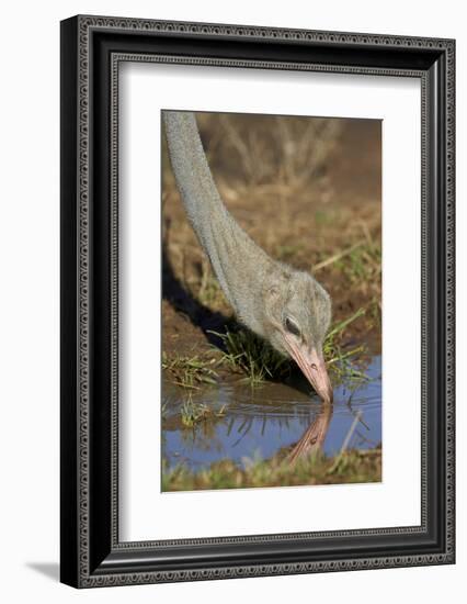 Common Ostrich (Struthio Camelus) Drinking-James Hager-Framed Photographic Print