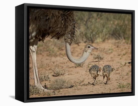 Common Ostrich (Struthio Camelus) Female with Two Chicks-James Hager-Framed Premier Image Canvas