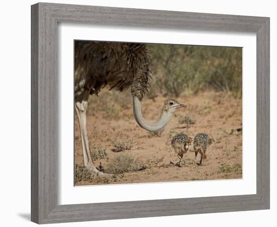 Common Ostrich (Struthio Camelus) Female with Two Chicks-James Hager-Framed Photographic Print