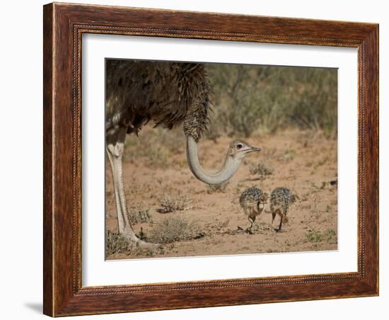 Common Ostrich (Struthio Camelus) Female with Two Chicks-James Hager-Framed Photographic Print