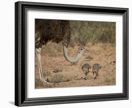 Common Ostrich (Struthio Camelus) Female with Two Chicks-James Hager-Framed Photographic Print