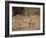 Common Ostrich (Struthio Camelus) Female with Two Chicks-James Hager-Framed Photographic Print