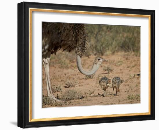 Common Ostrich (Struthio Camelus) Female with Two Chicks-James Hager-Framed Photographic Print
