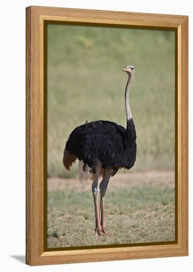 Common ostrich (Struthio camelus), male in breeding plumage, Kgalagadi Transfrontier Park, South Af-James Hager-Framed Premier Image Canvas