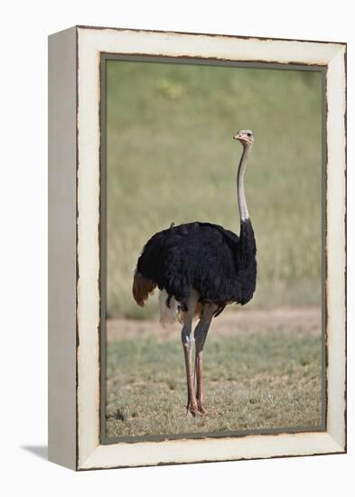 Common ostrich (Struthio camelus), male in breeding plumage, Kgalagadi Transfrontier Park, South Af-James Hager-Framed Premier Image Canvas