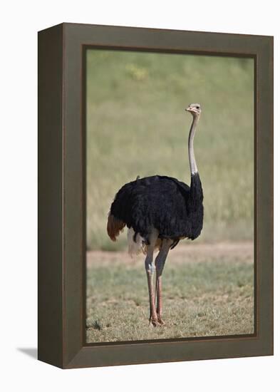 Common ostrich (Struthio camelus), male in breeding plumage, Kgalagadi Transfrontier Park, South Af-James Hager-Framed Premier Image Canvas