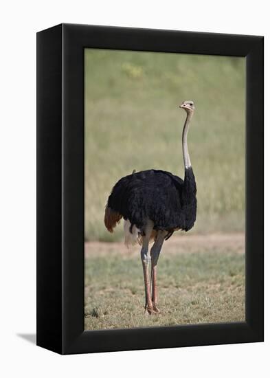 Common ostrich (Struthio camelus), male in breeding plumage, Kgalagadi Transfrontier Park, South Af-James Hager-Framed Premier Image Canvas