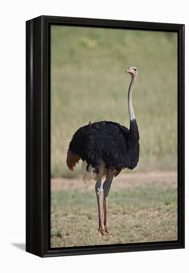 Common ostrich (Struthio camelus), male in breeding plumage, Kgalagadi Transfrontier Park, South Af-James Hager-Framed Premier Image Canvas