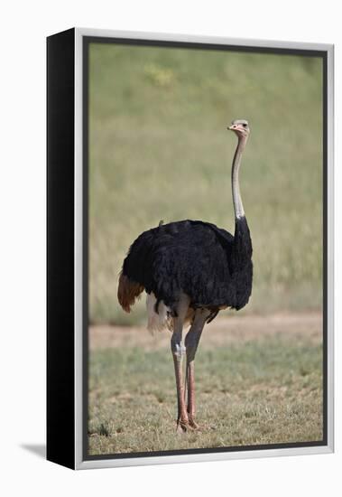 Common ostrich (Struthio camelus), male in breeding plumage, Kgalagadi Transfrontier Park, South Af-James Hager-Framed Premier Image Canvas