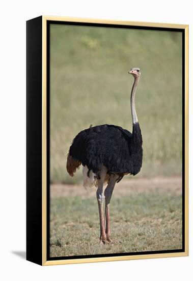 Common ostrich (Struthio camelus), male in breeding plumage, Kgalagadi Transfrontier Park, South Af-James Hager-Framed Premier Image Canvas