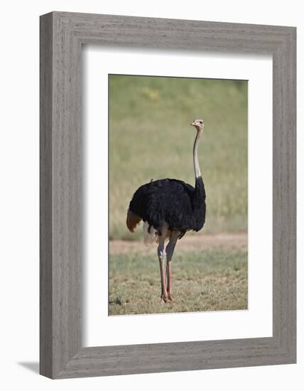 Common ostrich (Struthio camelus), male in breeding plumage, Kgalagadi Transfrontier Park, South Af-James Hager-Framed Photographic Print