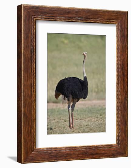 Common ostrich (Struthio camelus), male in breeding plumage, Kgalagadi Transfrontier Park, South Af-James Hager-Framed Photographic Print